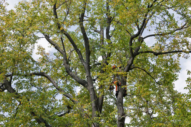 How Our Tree Care Process Works  in  Harbor Hills, OH